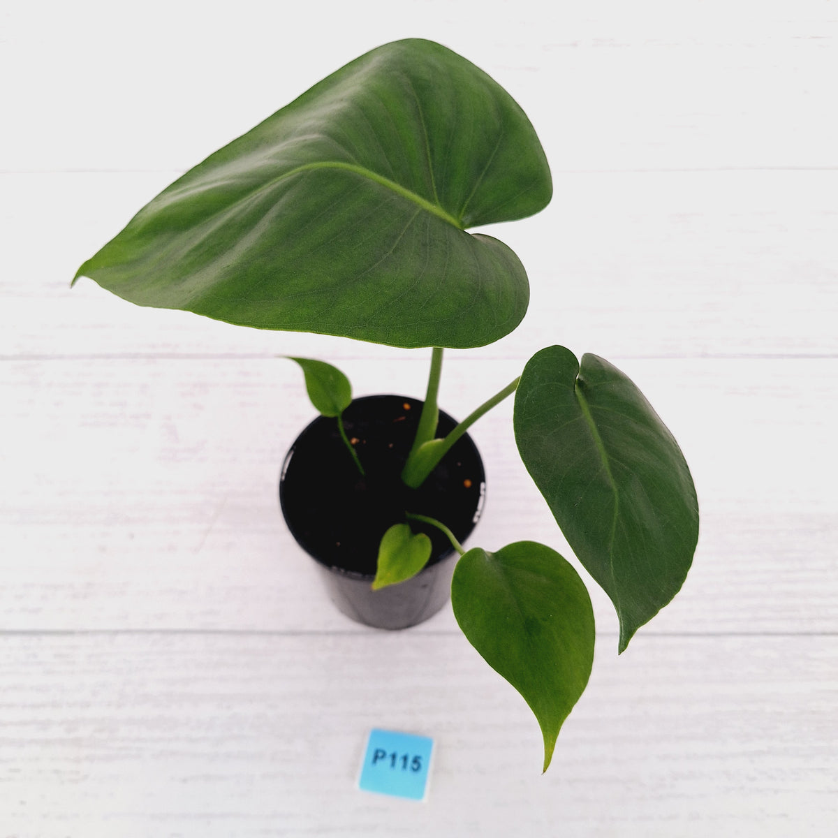 Monstera deliciosa