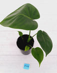 Monstera deliciosa