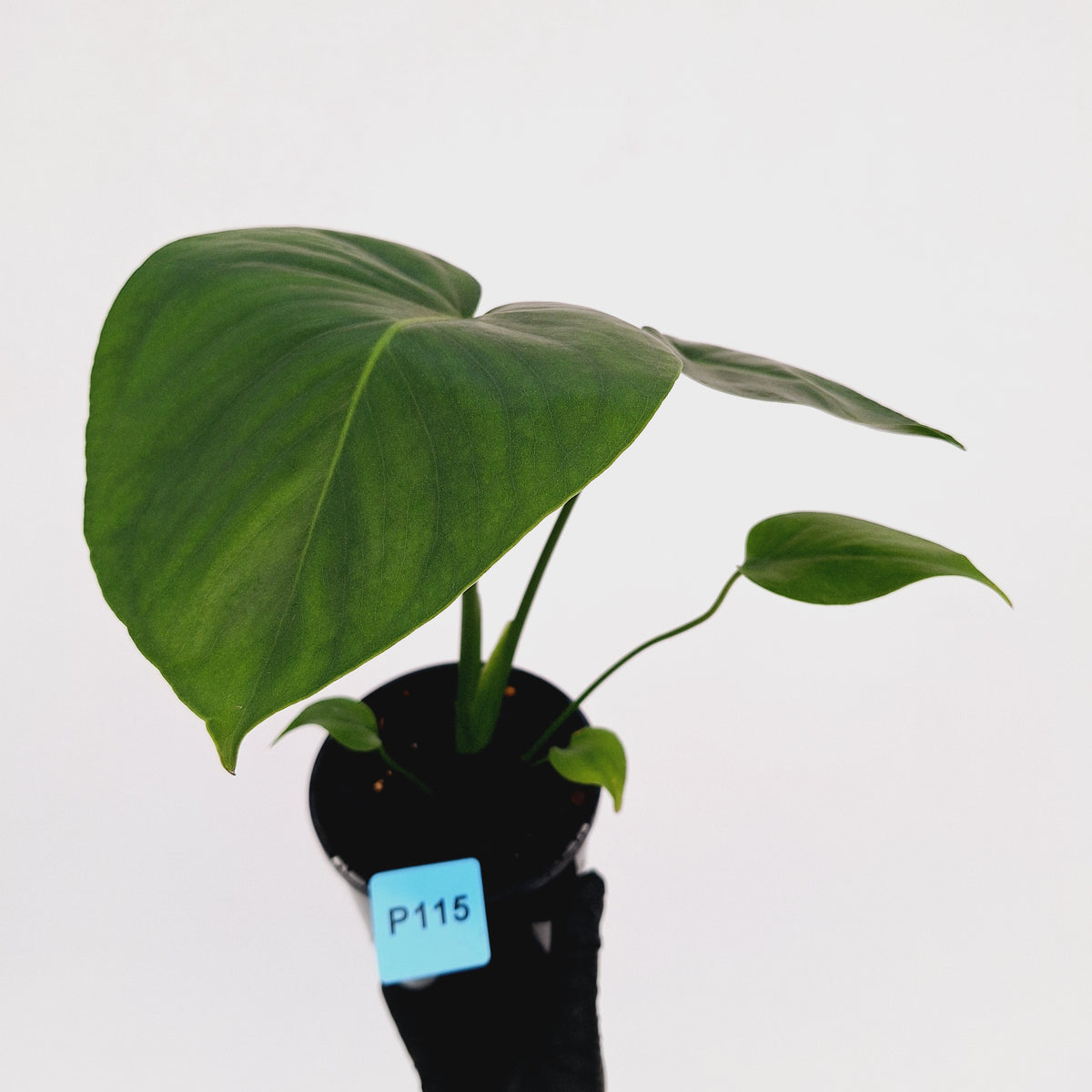 Monstera deliciosa