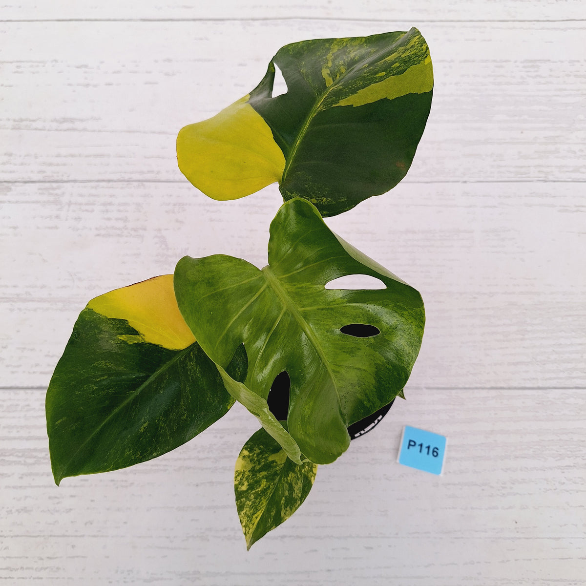 Monstera borsigiana 'Aurea'