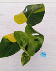 Monstera borsigiana 'Aurea'