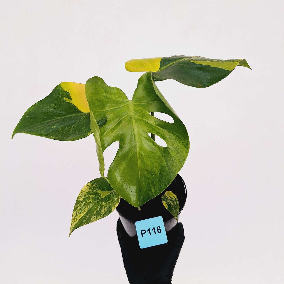 Monstera borsigiana 'Aurea'
