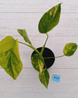 Monstera borsigiana 'Aurea'