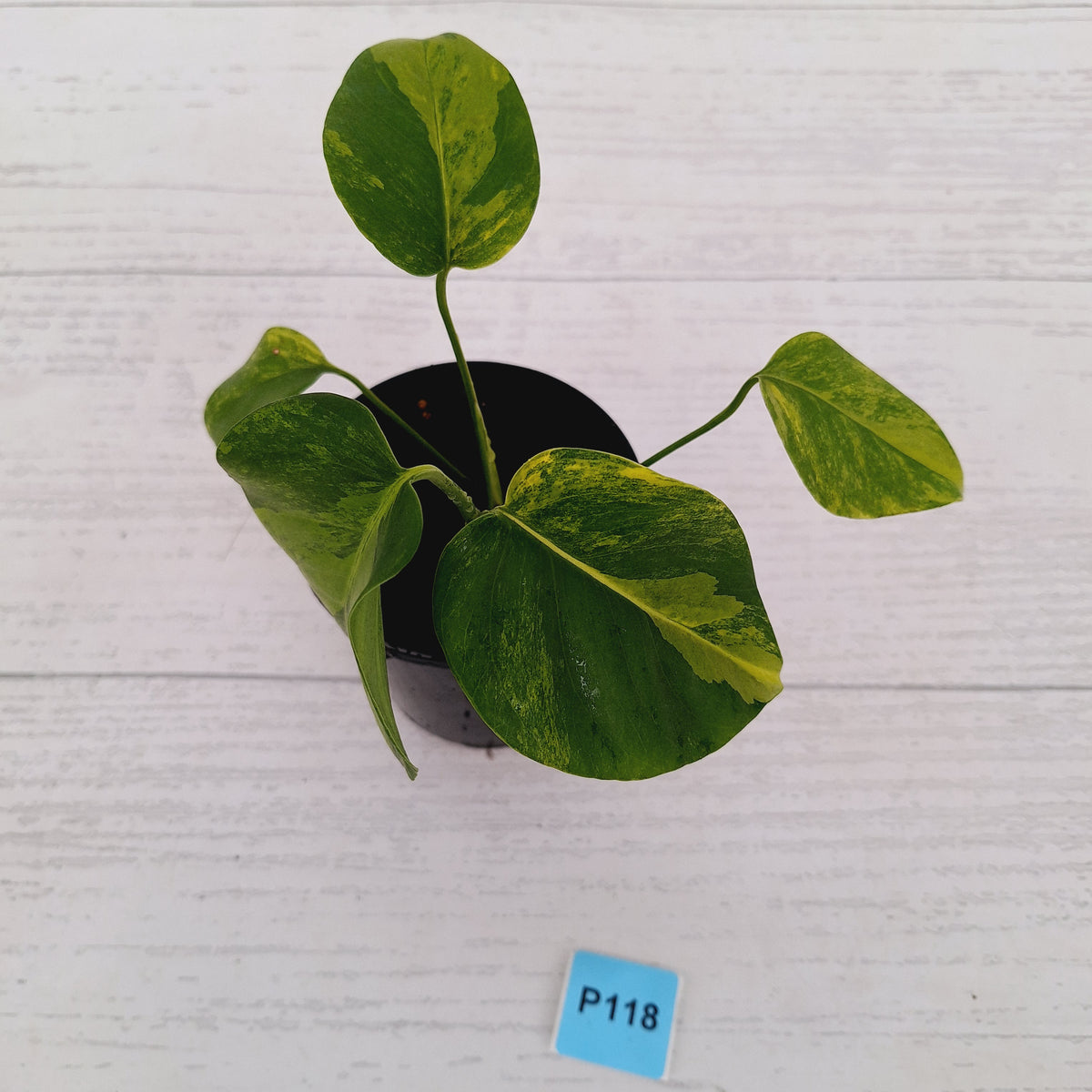 Monstera borsigiana 'Aurea'
