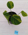 Monstera borsigiana 'Aurea'