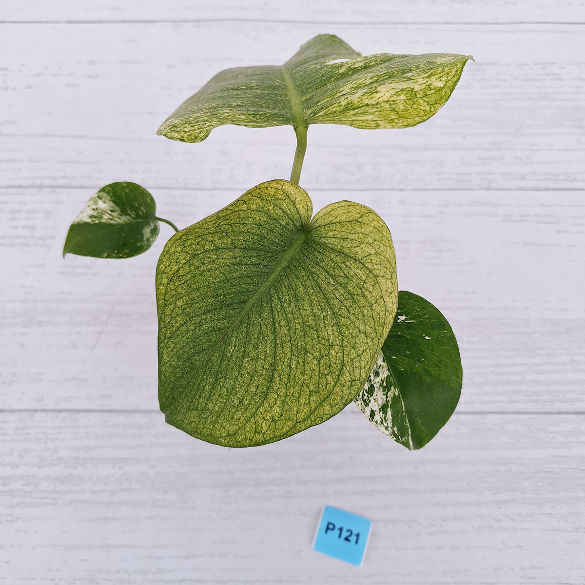 Monstera Deliciosa 'Mint' - SALE