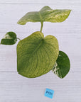 Monstera Deliciosa 'Mint' - SALE