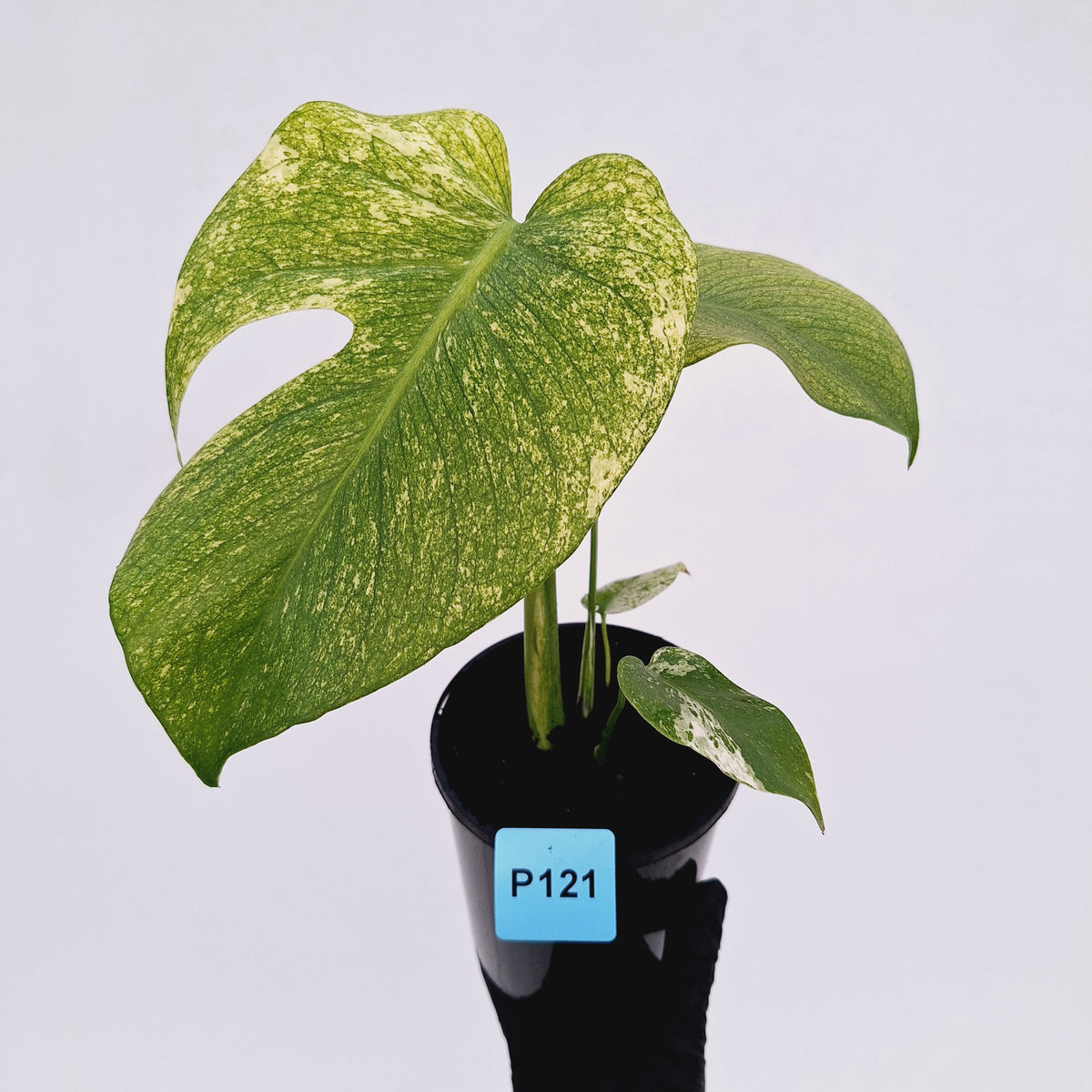 Monstera Deliciosa 'Mint' - SALE