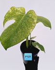 Monstera Deliciosa 'Mint' - SALE