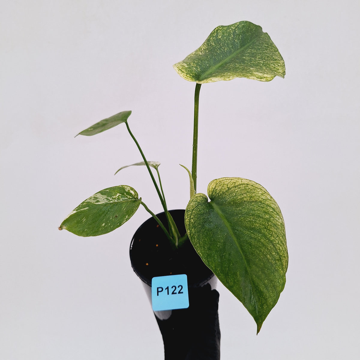 Monstera Deliciosa 'Mint' - SALE
