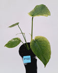Monstera Deliciosa 'Mint' - SALE