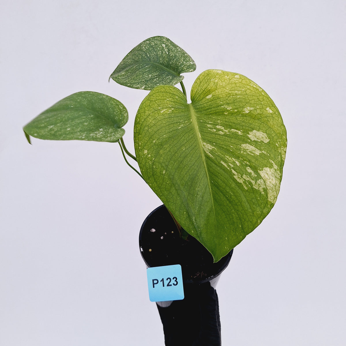 Monstera Deliciosa 'White Monster'