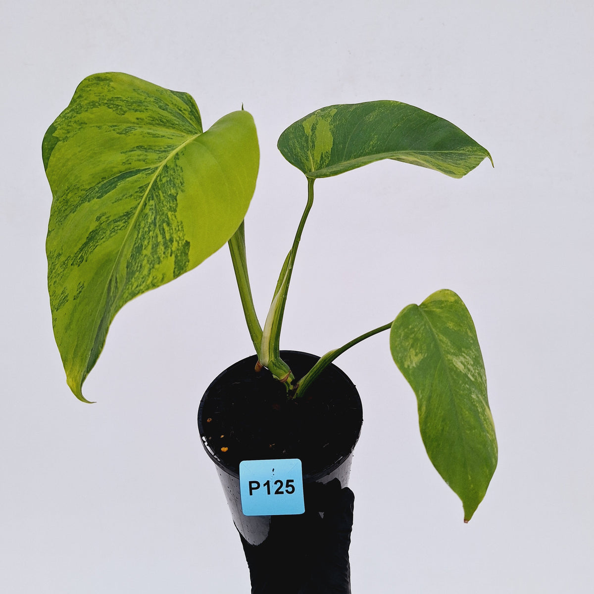 Monstera borsigiana 'Aurea'