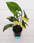 Syngonium podophyllum 'Gold'