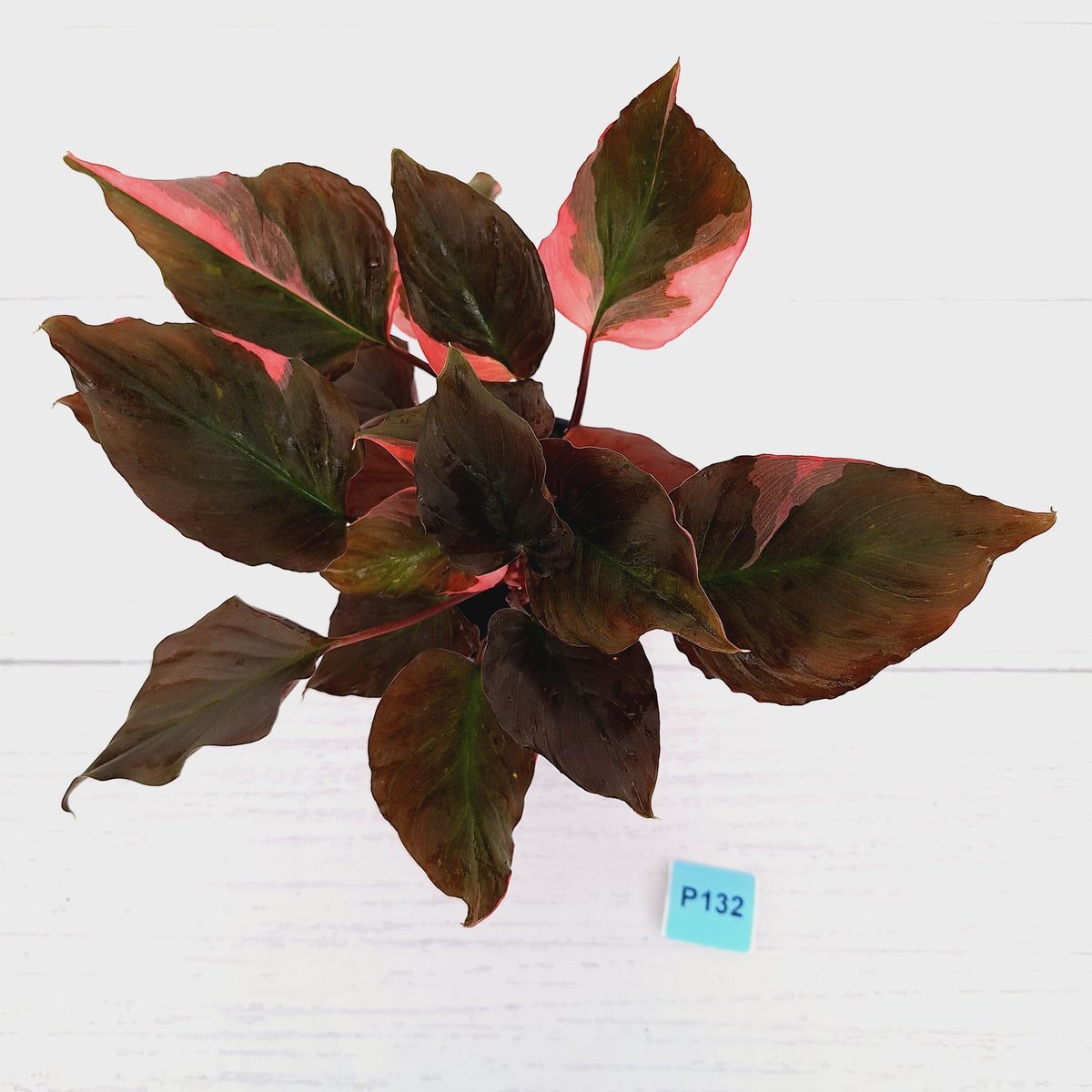 Homalomena rubescens Flaming Red Variegata