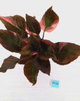 Homalomena rubescens Flaming Red Variegata