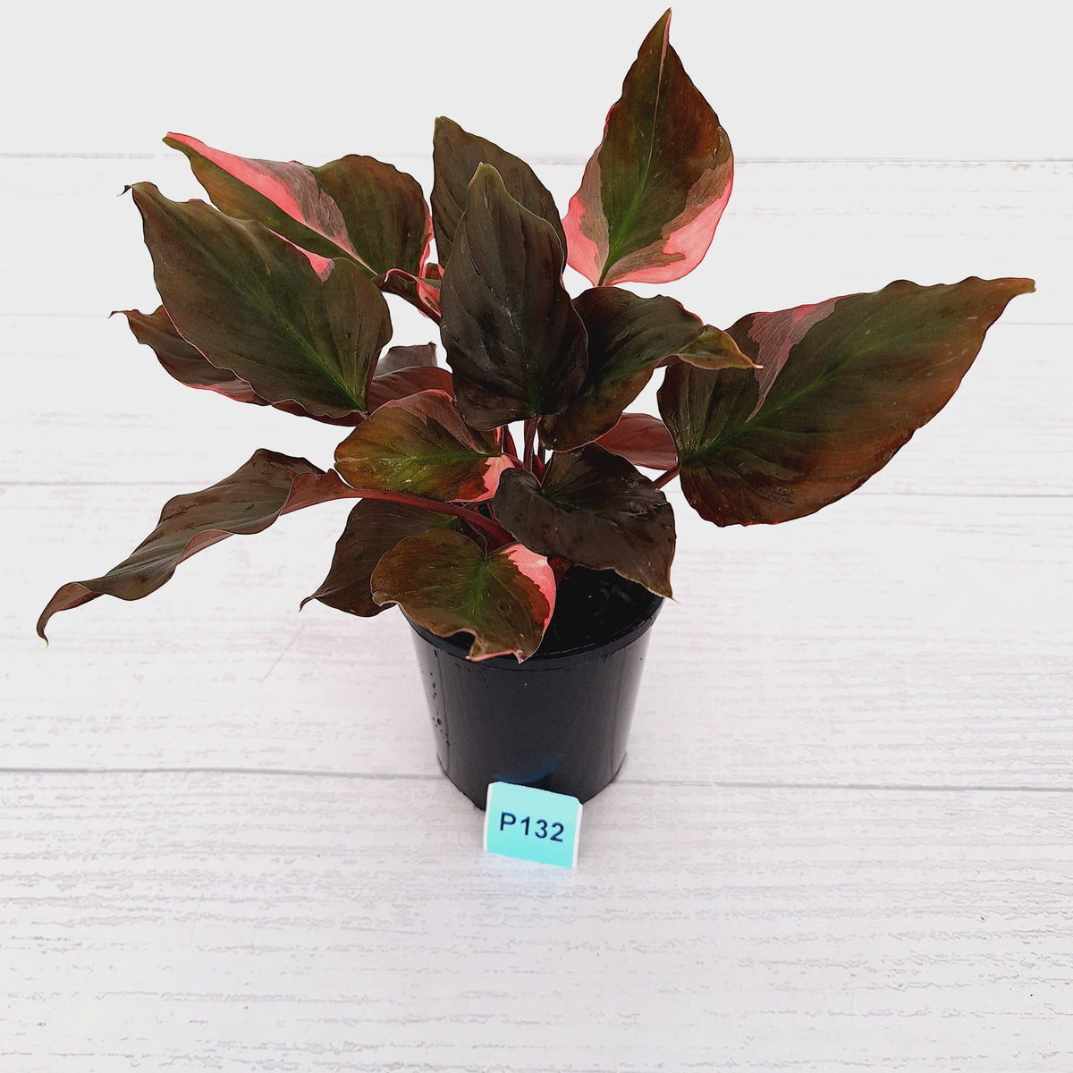Homalomena rubescens Flaming Red Variegata