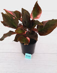 Homalomena rubescens Flaming Red Variegata