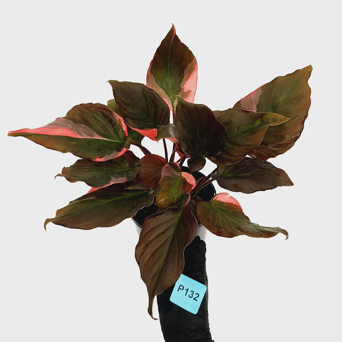 Homalomena rubescens Flaming Red Variegata