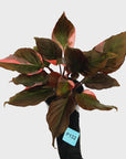 Homalomena rubescens Flaming Red Variegata