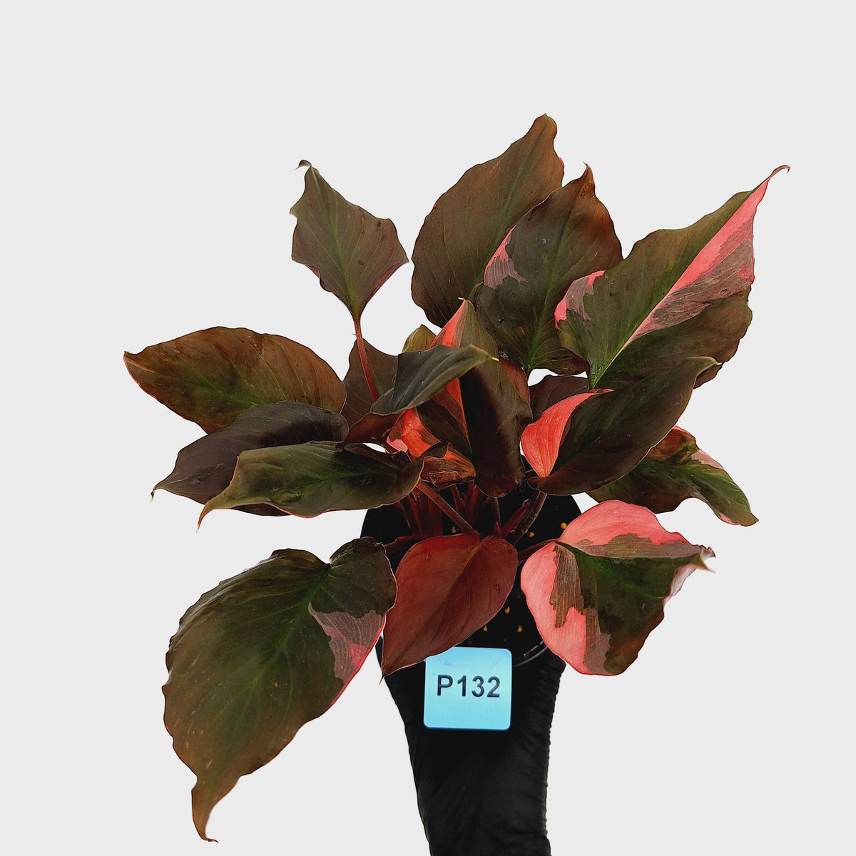 Homalomena rubescens Flaming Red Variegata
