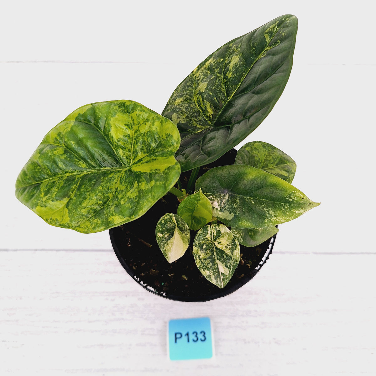 Alocasia sinuata Variegata