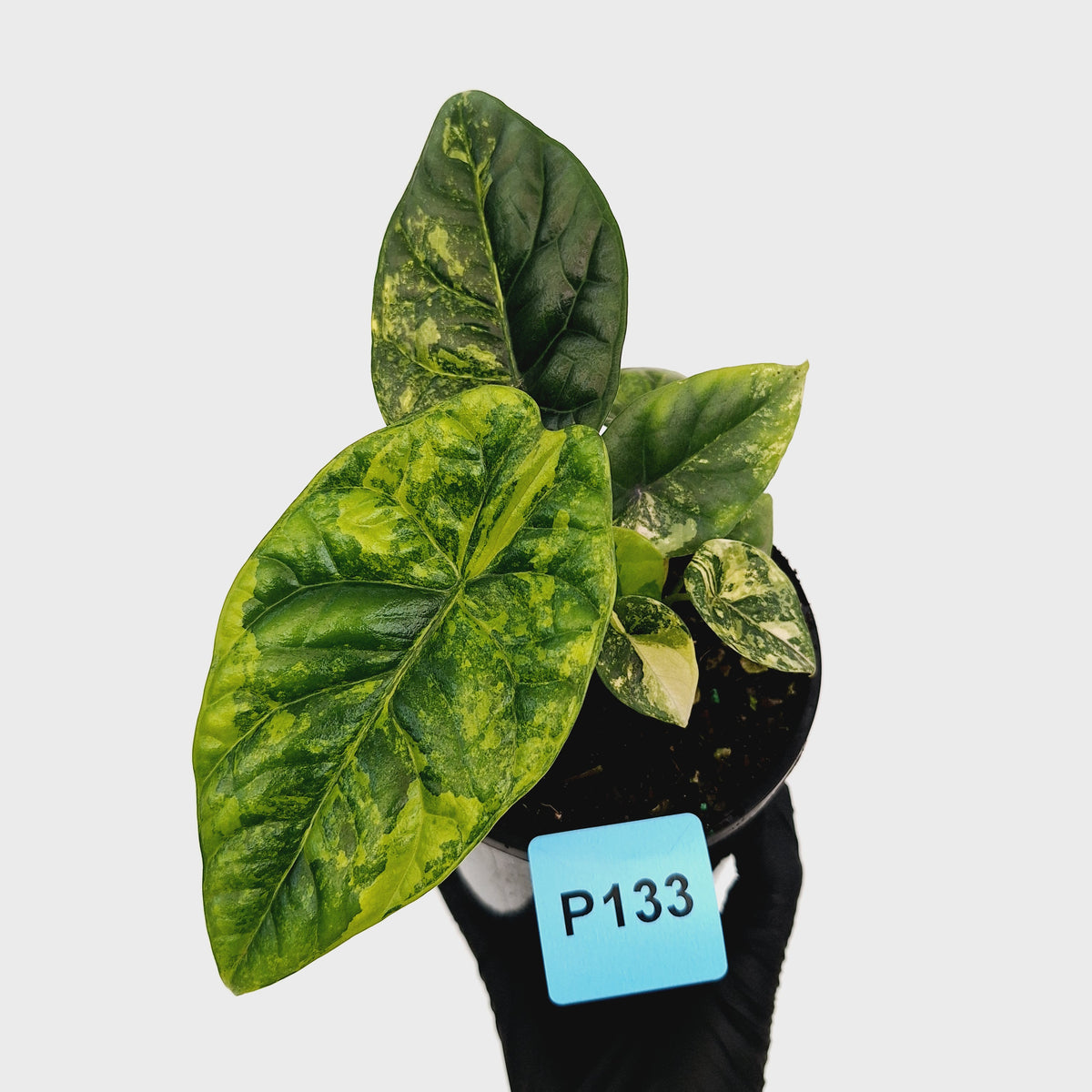 Alocasia sinuata Variegata