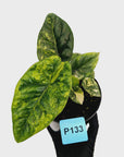 Alocasia sinuata Variegata