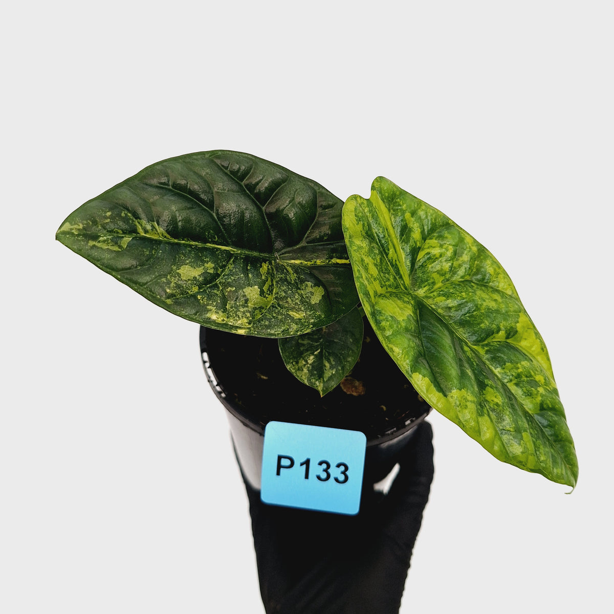 Alocasia sinuata Variegata