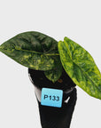 Alocasia sinuata Variegata