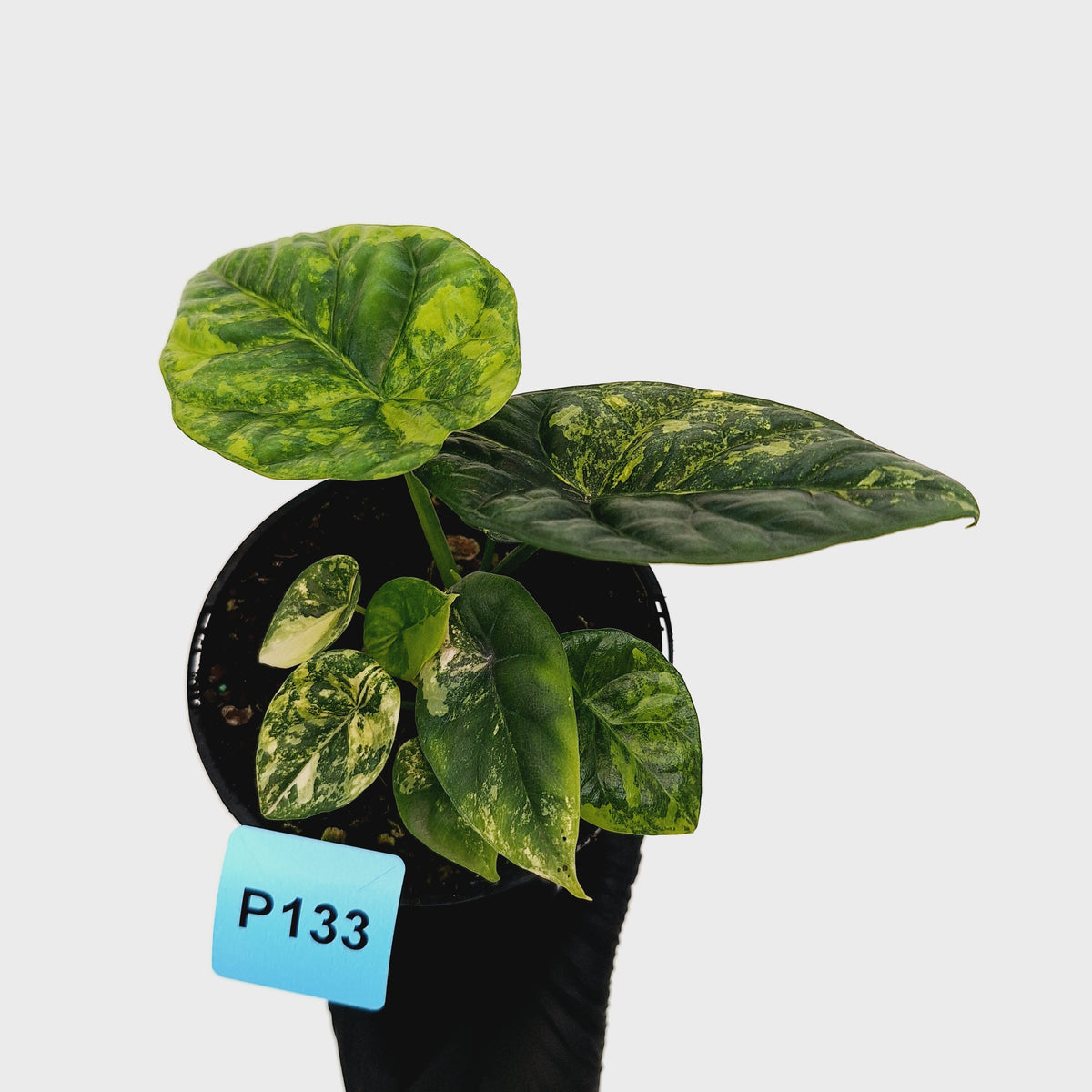 Alocasia sinuata Variegata