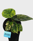 Alocasia sinuata Variegata