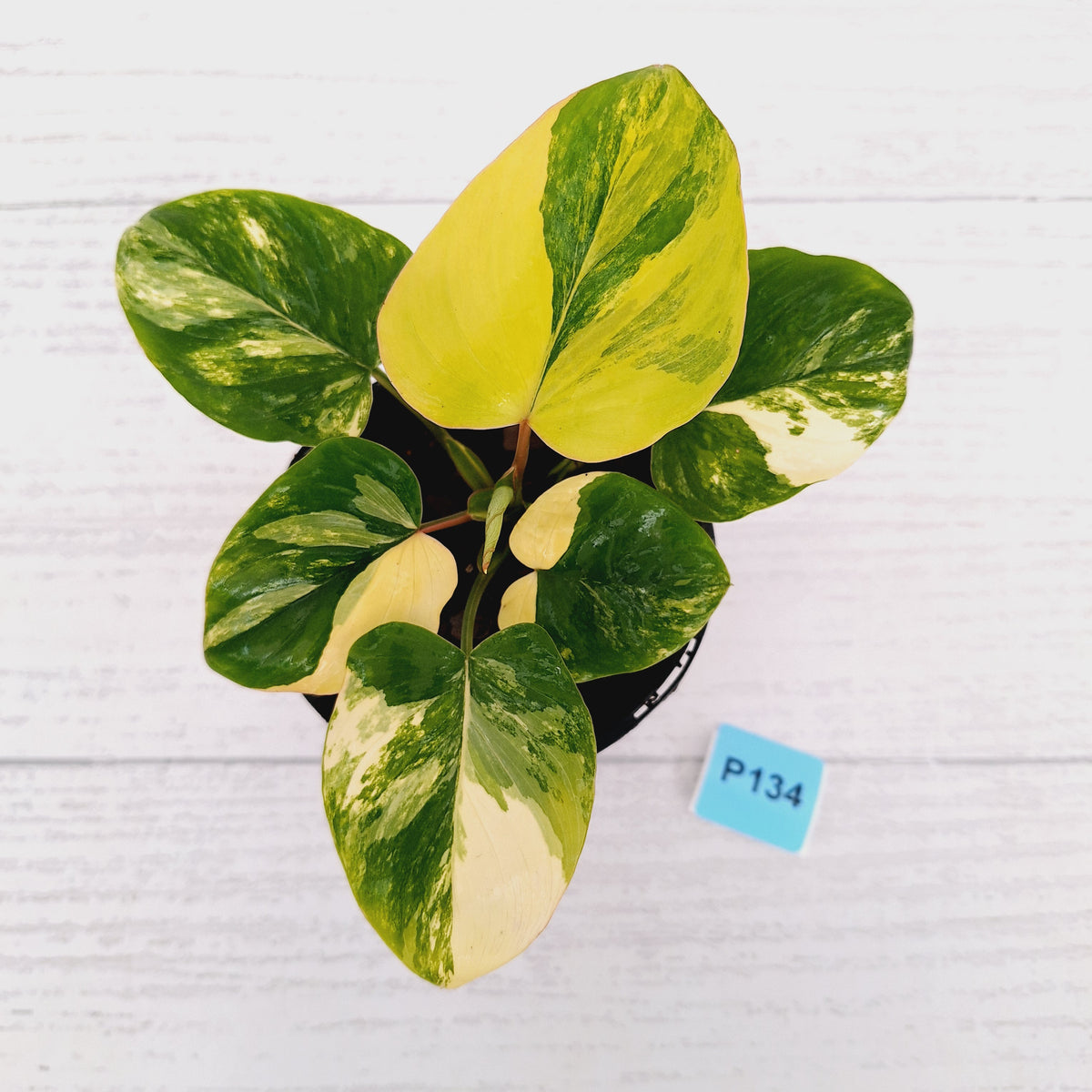 Homalomena rubescens Variegata