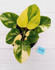 Homalomena rubescens Variegata