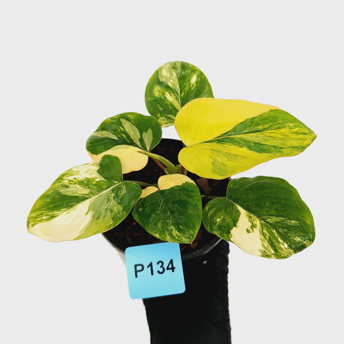 Homalomena rubescens Variegata