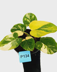 Homalomena rubescens Variegata