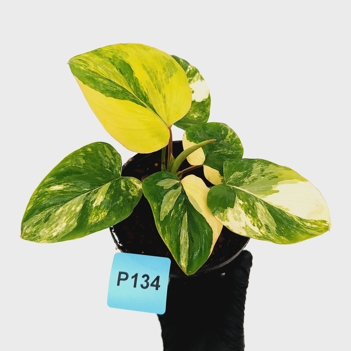 Homalomena rubescens Variegata