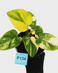 Homalomena rubescens Variegata