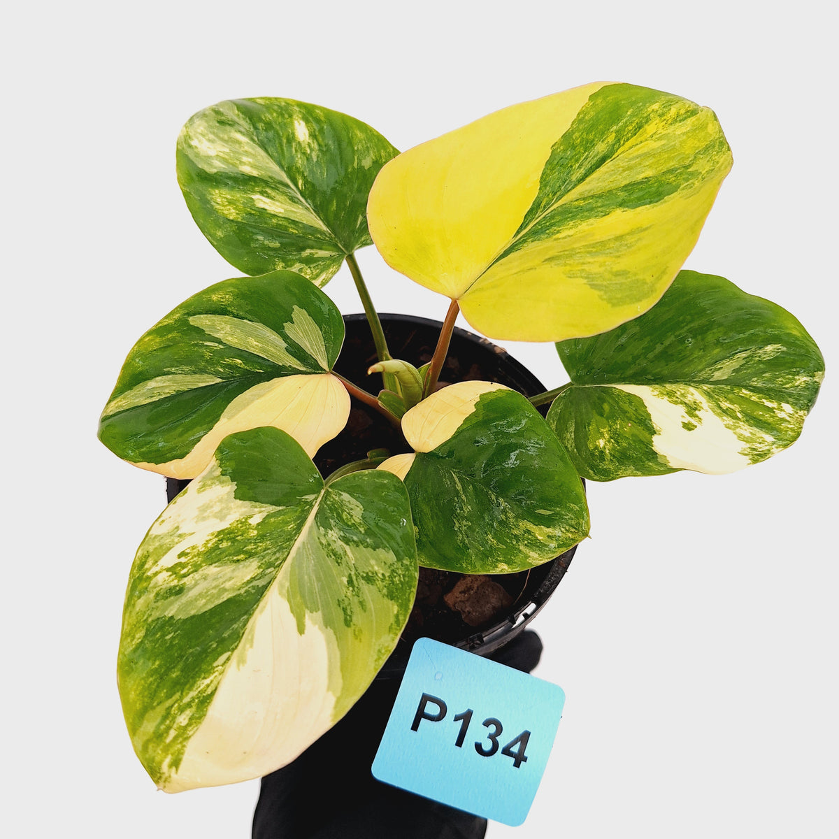 Homalomena rubescens Variegata
