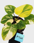 Homalomena rubescens Variegata