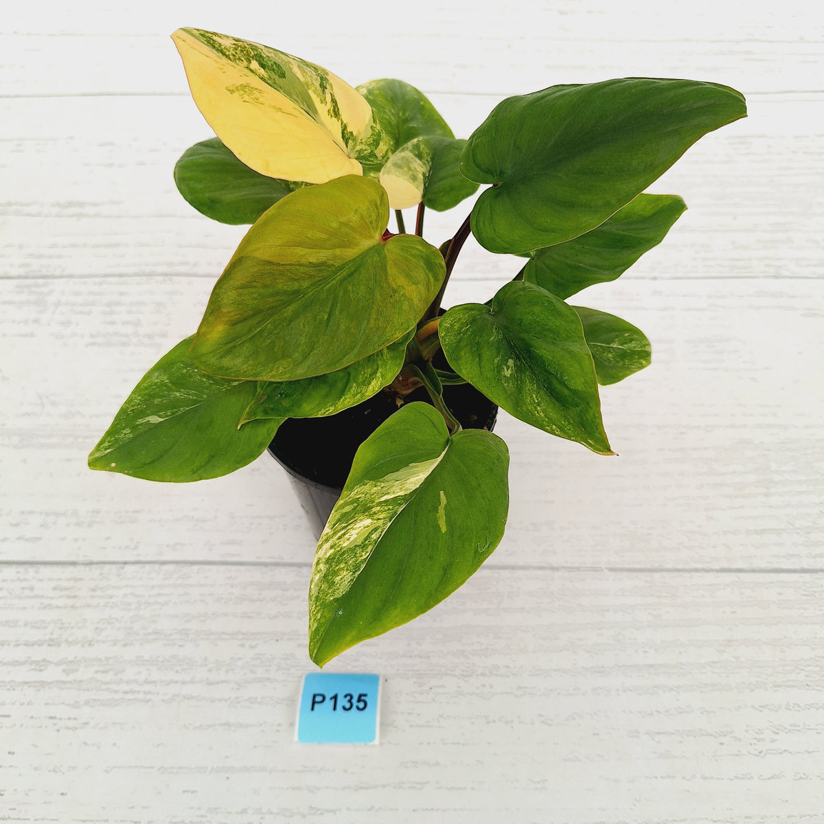 Homalomena rubescens Variegata