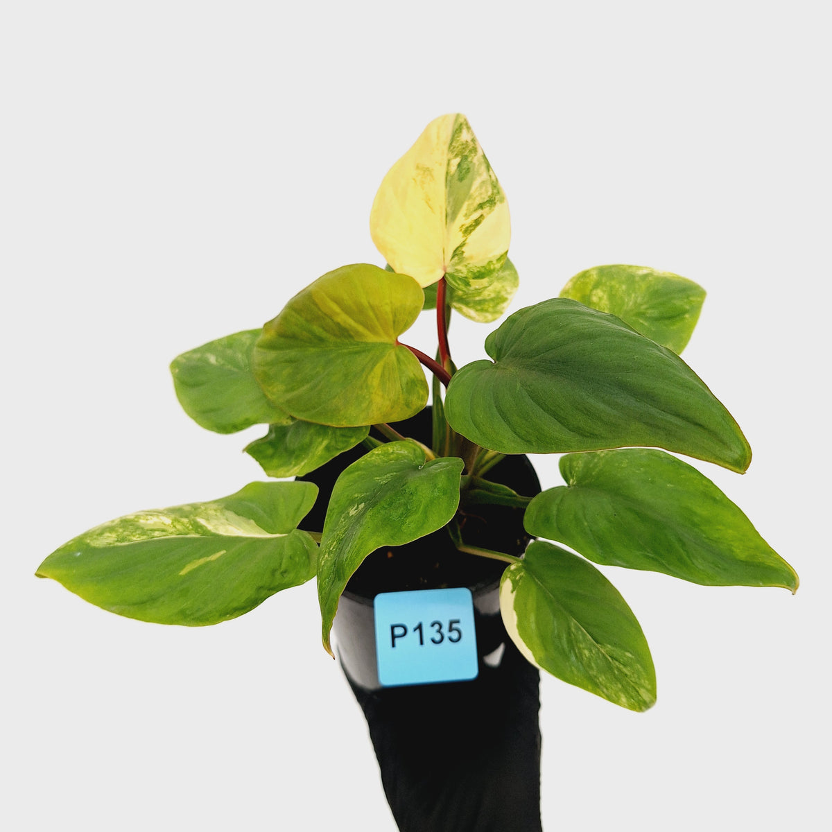 Homalomena rubescens Variegata