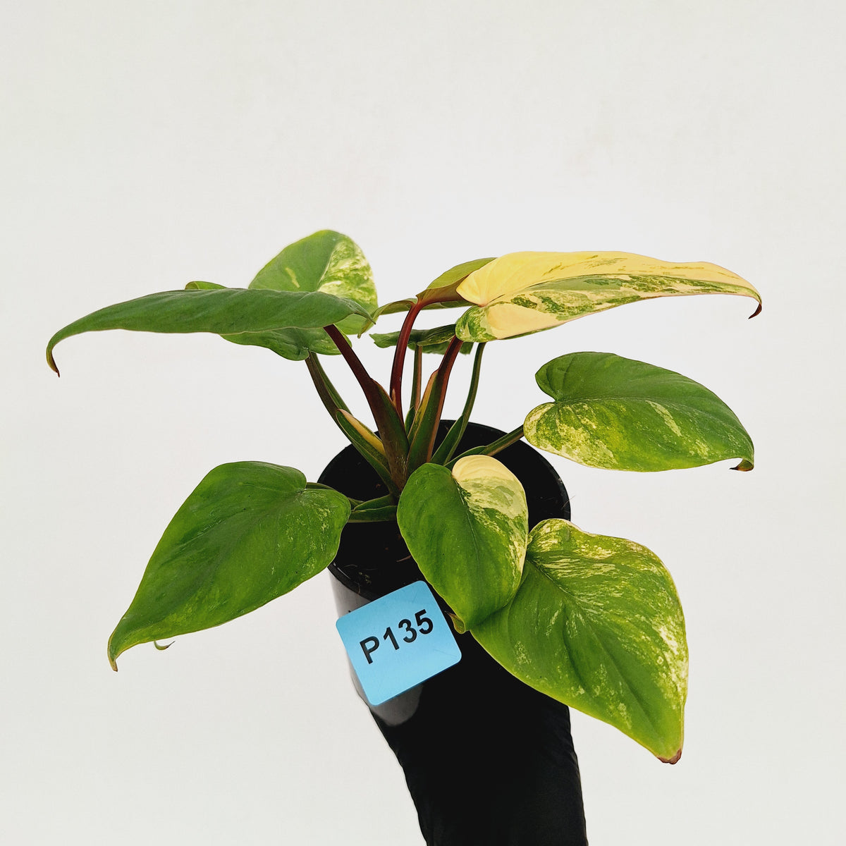 Homalomena rubescens Variegata