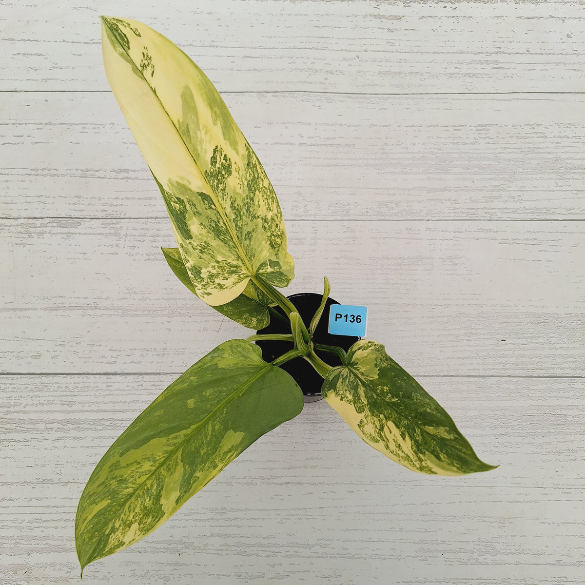 Philodendron Silver Sword Variegata