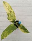 Philodendron Silver Sword Variegata