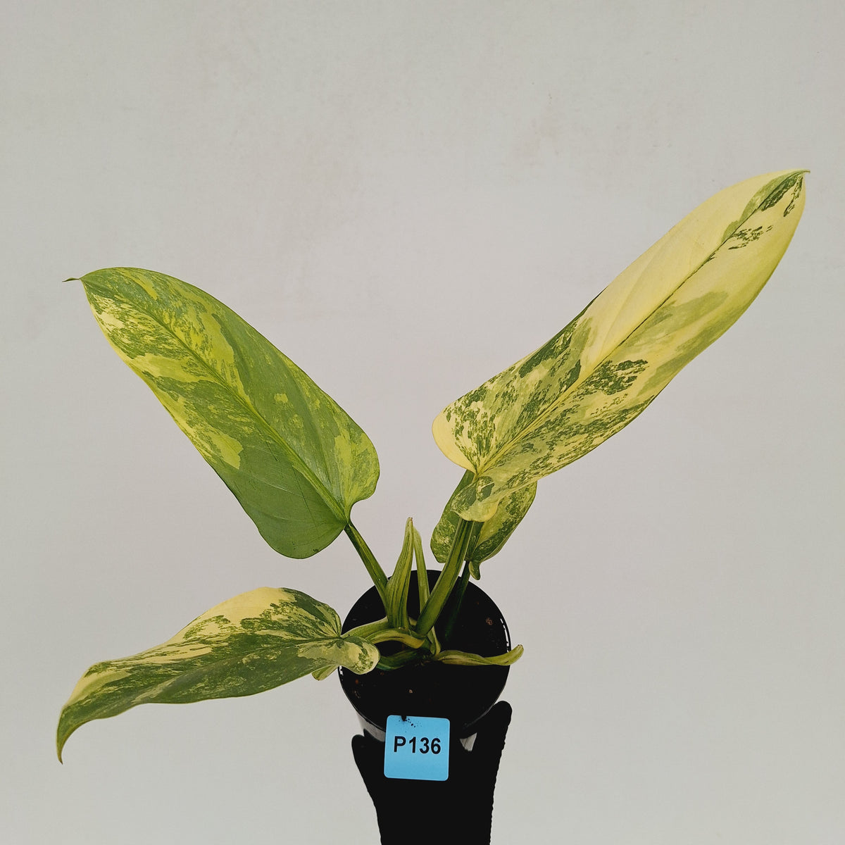 Philodendron Silver Sword Variegata