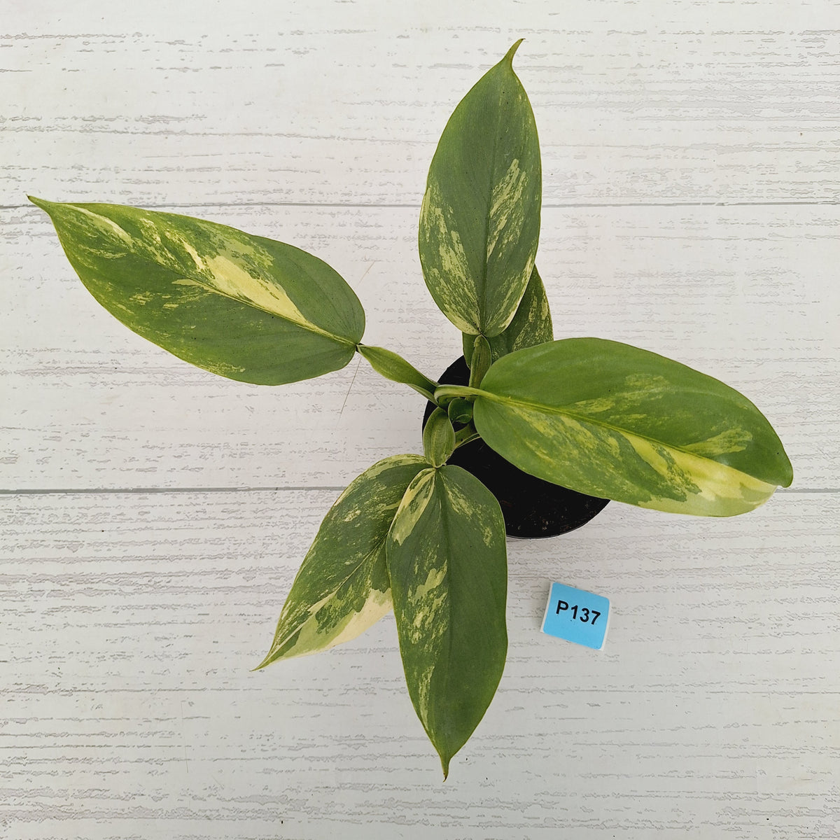 Philodendron Silver Sword Variegata
