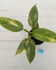 Philodendron Silver Sword Variegata