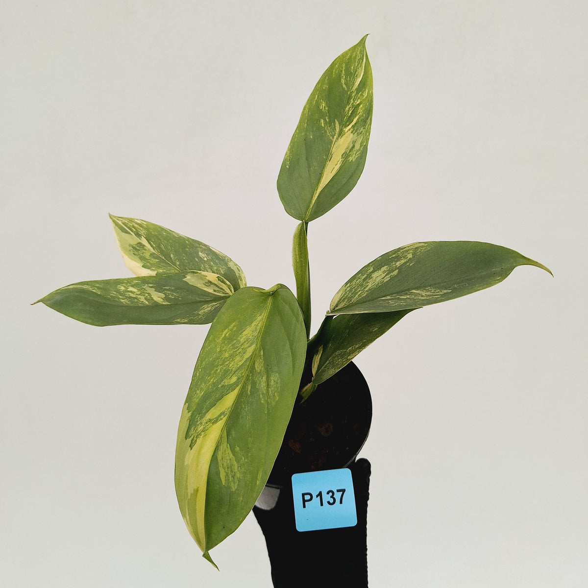 Philodendron Silver Sword Variegata