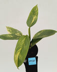 Philodendron Silver Sword Variegata